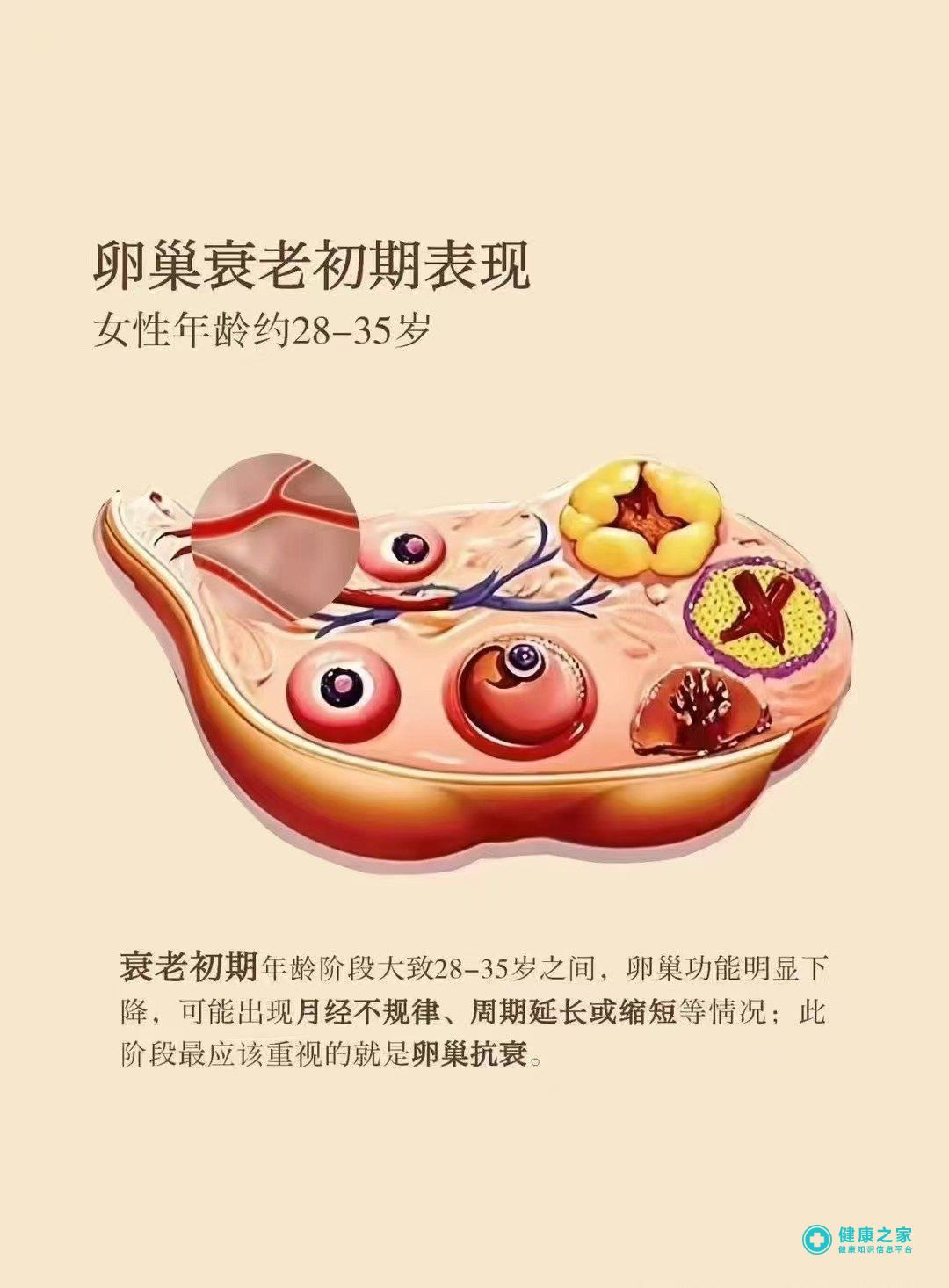 卵巢功能.jpg