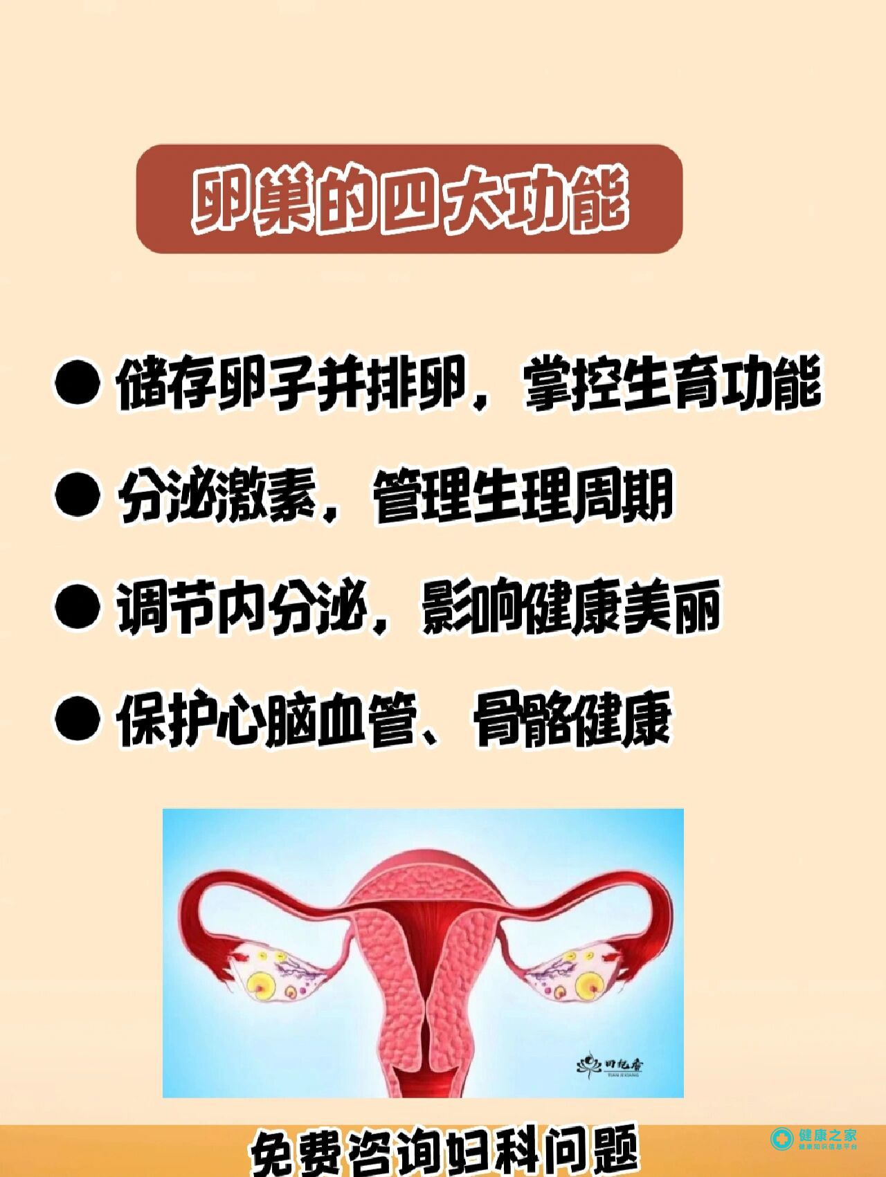 卵巢功能1.jpg